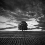 Fotoklimat, fotografia, art-photography, Kasztanowiec