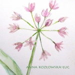 anna koz�owska-�uc, dekoracja-wnetrz, rysunki-i-grafiki, Z zielnika, czosnek neapolita�ski