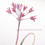 anna koz�owska-�uc, dekoracja-wnetrz, rysunki-i-grafiki, Z zielnika, Allium dichlamydium