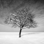 leszczynski, fotografia, art-photography, Winter Tree