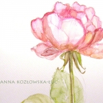 anna koz�owska-�uc, dekoracja-wnetrz, rysunki-i-grafiki, Z zielnika, r�a