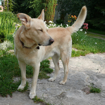 Jubiko