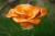 Ceramiczny kwiat na pieńku pomarańczowy / kamelo / Dekoracja Wnętrz / Ceramika