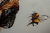 Bumble friend / slii woo / Dekoracja Wnętrz / Obrazy