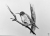 Rysunek węglem - Honeyeater / Radosław Klimek / Dekoracja Wnętrz / Rysunki i Grafiki