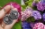 HYDRANGEA - Okrągłe srebrne kolczyki - Pierwsza rata! / Joanna Watracz / Biżuteria / Kolczyki