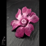 Koleżanki z ogrodu - ORCHIDIANA II