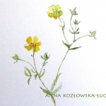 Rysunki i Grafiki