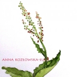 Rysunki i Grafiki