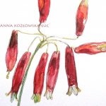 Z zielnika,dichelostemma ida-maia