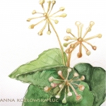 Z zielnika,aralia