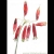 Z zielnika,dichelostemma ida-maia / anna kozłowska-łuc / Dekoracja Wnętrz / Rysunki i Grafiki