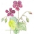 Z zielnika, Geranium