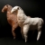 KONIK BIAŁY