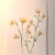 Herbarium, VI / anna kozłowska-łuc / Dekoracja Wnętrz / Rysunki i Grafiki
