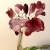 Herbarium, VIII / anna kozłowska-łuc / Dekoracja Wnętrz / Rysunki i Grafiki