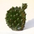 kaktus z kolcami
