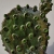 kaktus z kolcami / Joanna Lewandowska / Dekoracja Wnętrz / Ceramika