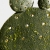 kaktus ażurowy / Joanna Lewandowska / Dekoracja Wnętrz / Ceramika