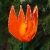Joanna Lewandowska, Dekoracja Wnętrz, Ceramika, ceramiczny kwiatek -tulipan