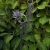 Wiszące ogrody - unikatowy naszyjnik z motywem kwiatowym  / Alabama Studio / Biżuteria / Naszyjniki