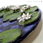Nymphaea alba L.