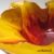 Żółtoczerwony Kwiat / arekszwed / Dekoracja Wnętrz / Ceramika