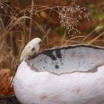 Ceramiczna skorupa i białe ptaki