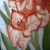 gladiole na jedwabiu / GRAFIJA / Dekoracja Wnętrz / Obrazy