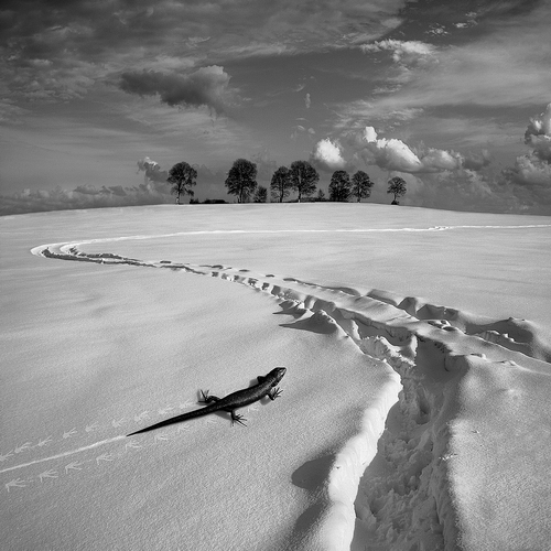 Śnieżny jaszczur / Fotoklimat / Fotografia / Art Photography