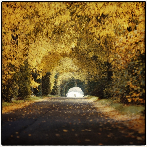 Złoty tunel / Fotoklimat / Fotografia / Art Photography