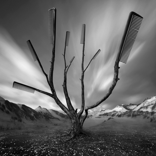 Dandruff Tree / Fotoklimat / Fotografia / Konceptualna