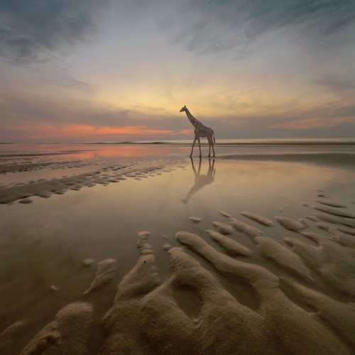 Żyrafa na plaży / Fotoklimat / Fotografia / Konceptualna