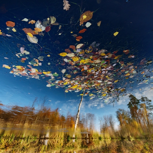 Reflection Tree / Fotoklimat / Fotografia / Konceptualna