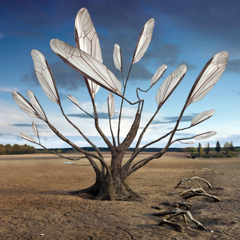 Treewings / Fotoklimat / Fotografia / Konceptualna