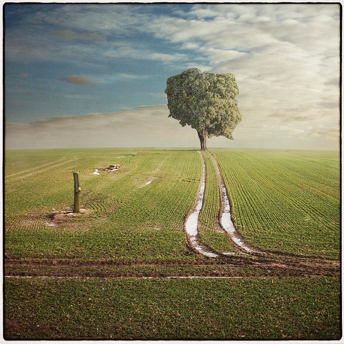 Polskie drzewo / Fotoklimat / Fotografia / Art Photography