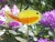 Szklany ptak, BIRDY, dekoracja ogrodu /2 szt./  / WAWER / Dekoracja Wnętrz / Szkło