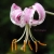 Lilium Lankongense / Iza Malczyk / Biżuteria / Kolczyki