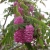 Robinia Hispida - REZERWACJA / Iza Malczyk / Biżuteria / Kolczyki