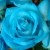 Rose Bleu / Iza Malczyk / Biżuteria / Kolczyki