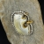 Srebrny wisior z bursztynem - Kamienie Mocy - wisior I - ID:130328