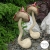 muchomory ceramiczne / moai-nui / Dekoracja Wnętrz / Ceramika